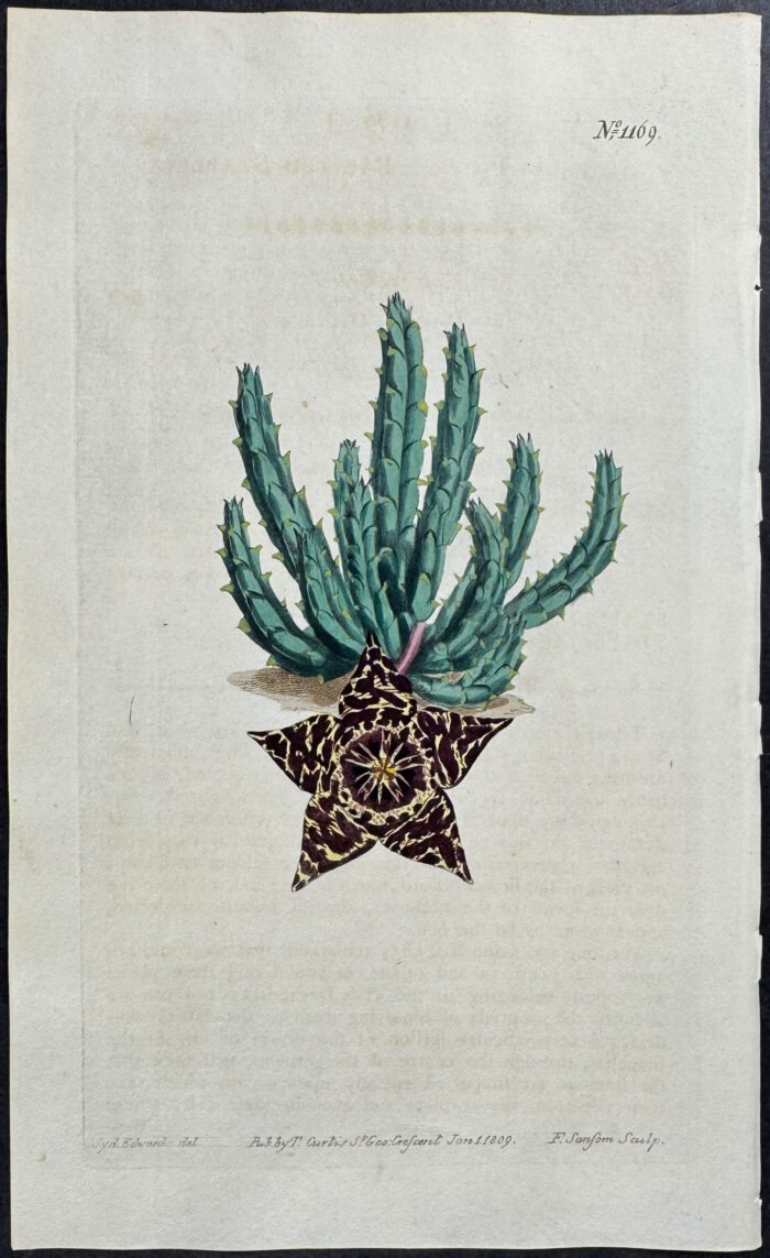 Painted Stapelia or Carrion Flower