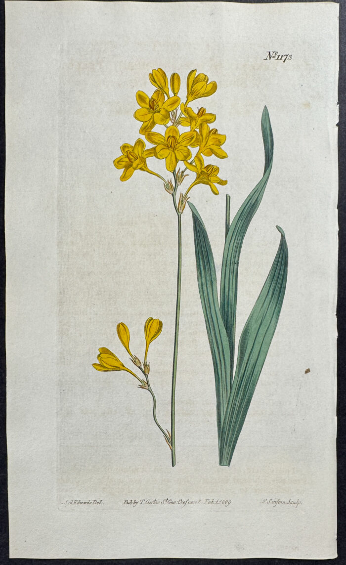 Yellow Sweet-scented Ixia