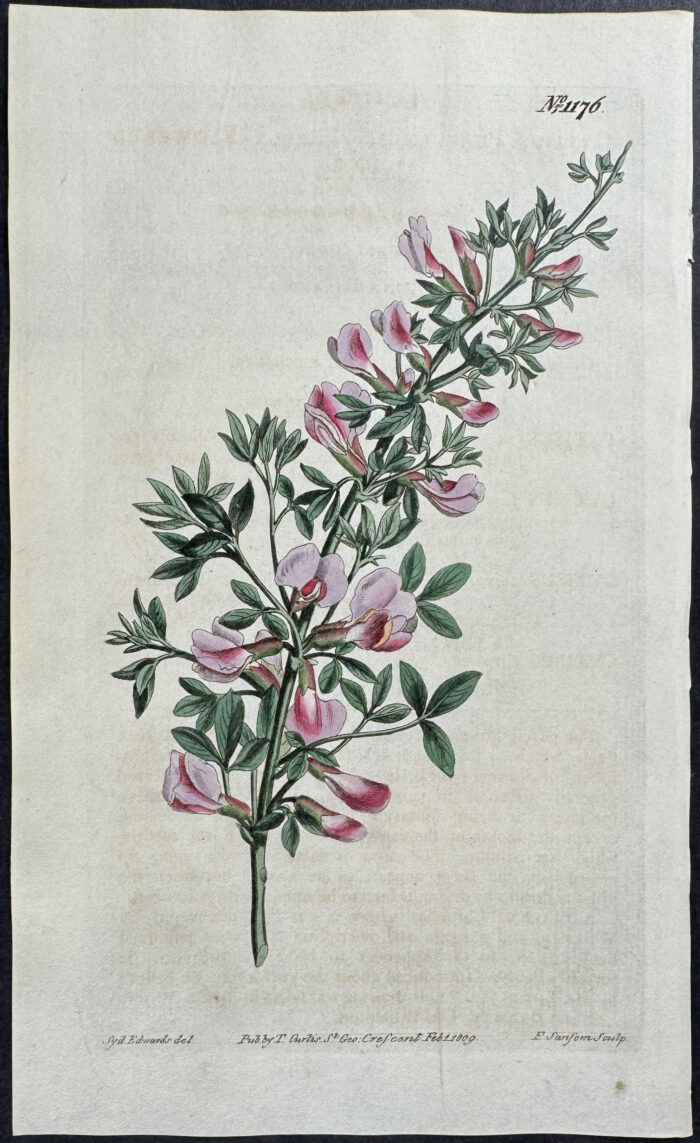 Purple-flowered Cytisus