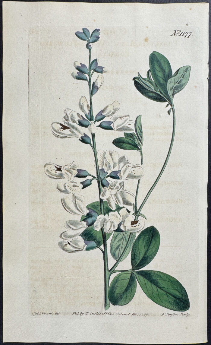 White-flowered Podalyria