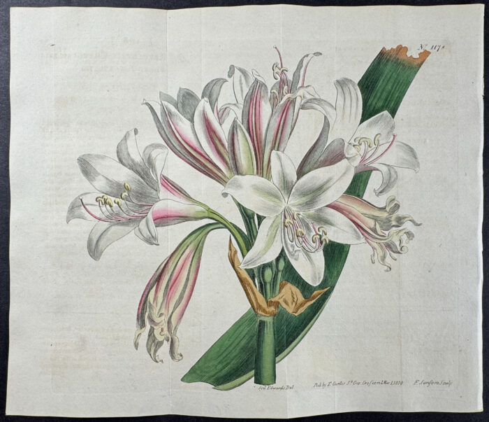 Changeable-Flowered Amaryllis