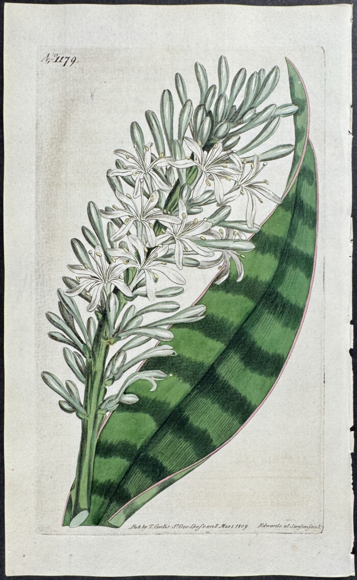 Ovate-leaved Dracaena