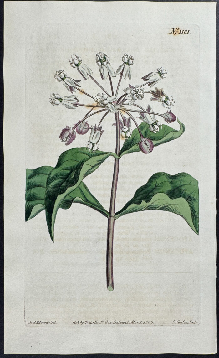 Almond-leaved Swallow-wort
