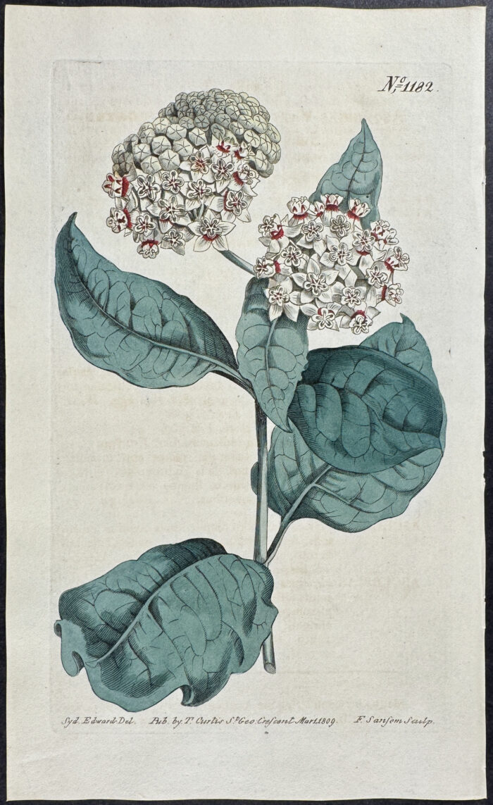 Variegated Swallow-wort