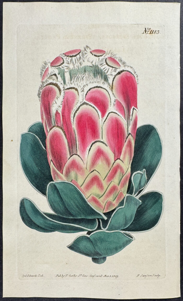 Splendid Protea