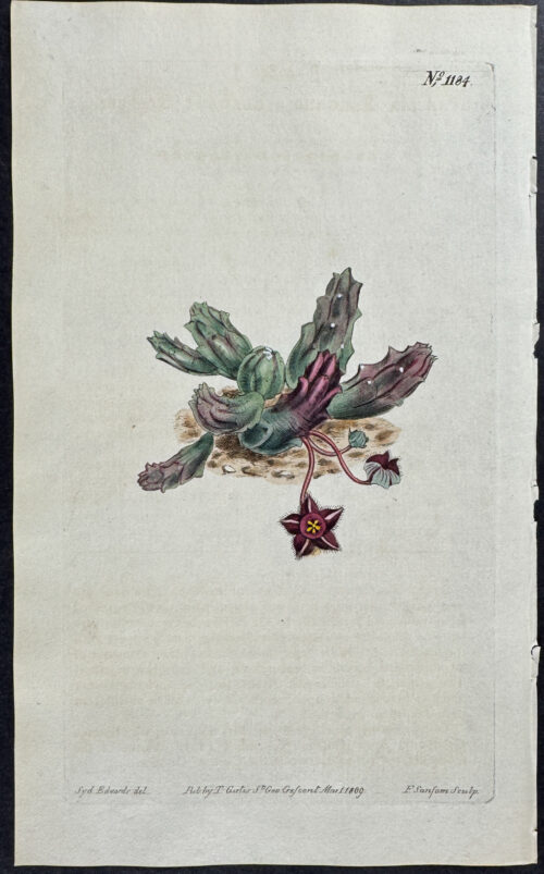 Elegant Stapelia or Carrion Flower