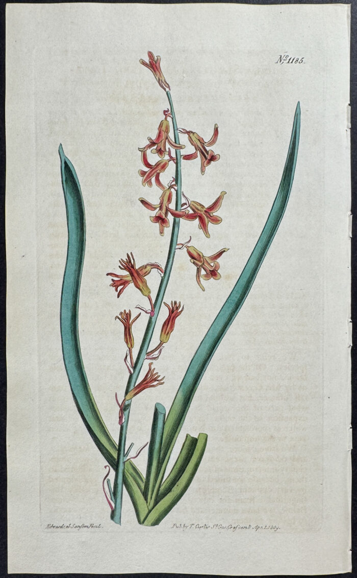 Pink Late-flowering Squil