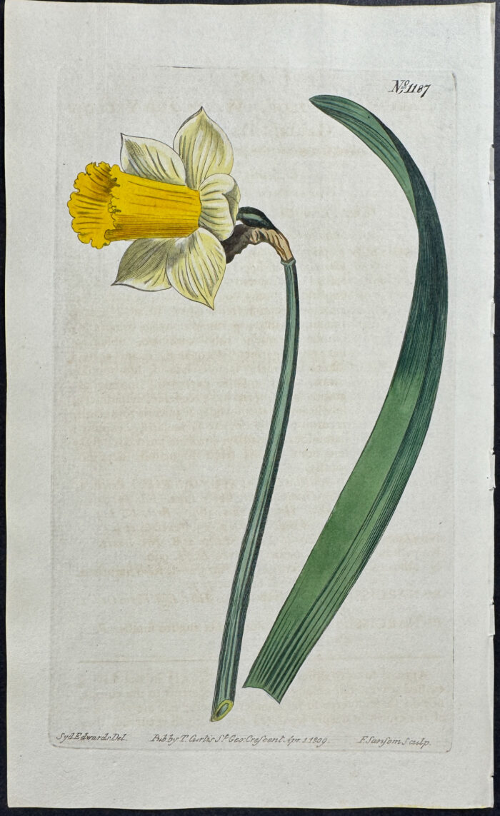 White and Yellow Garden Daffodil