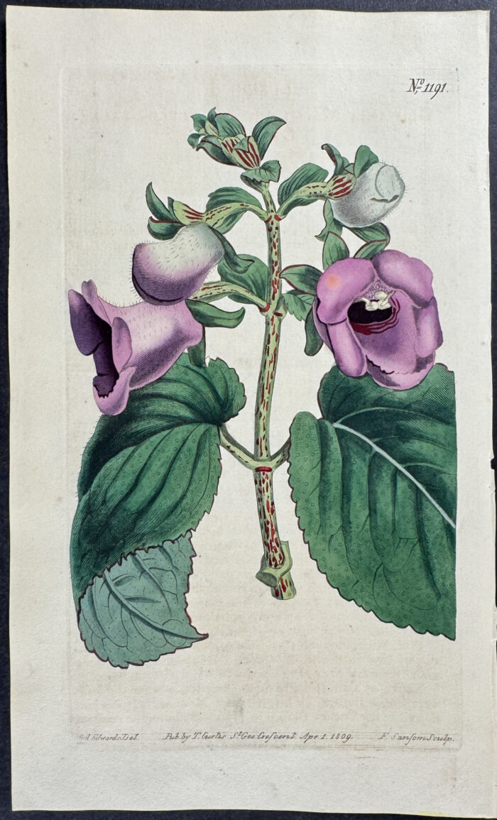 Spotted-stalked Gloxinia