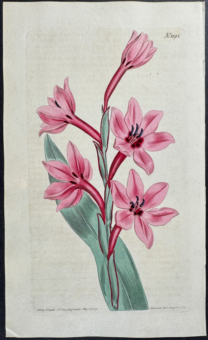 Larger Lake-Coloured Watsonia