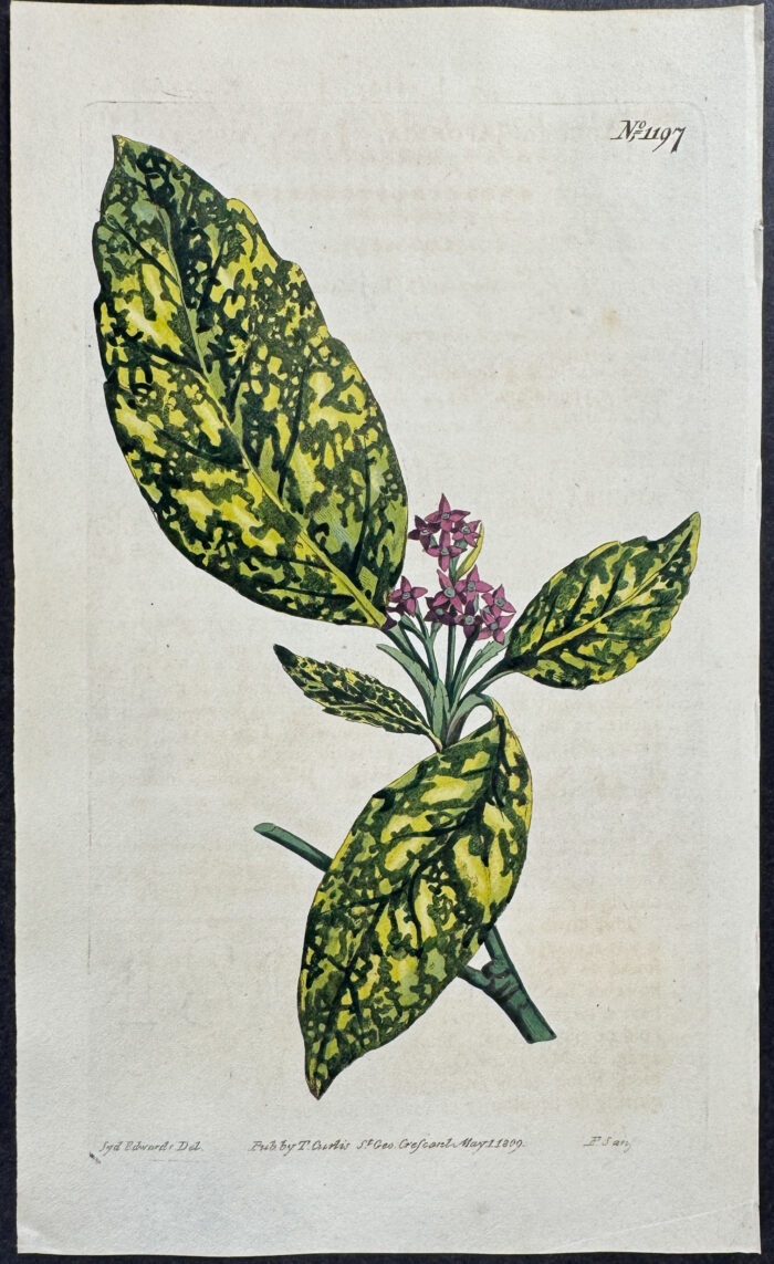 Japan Auccuba