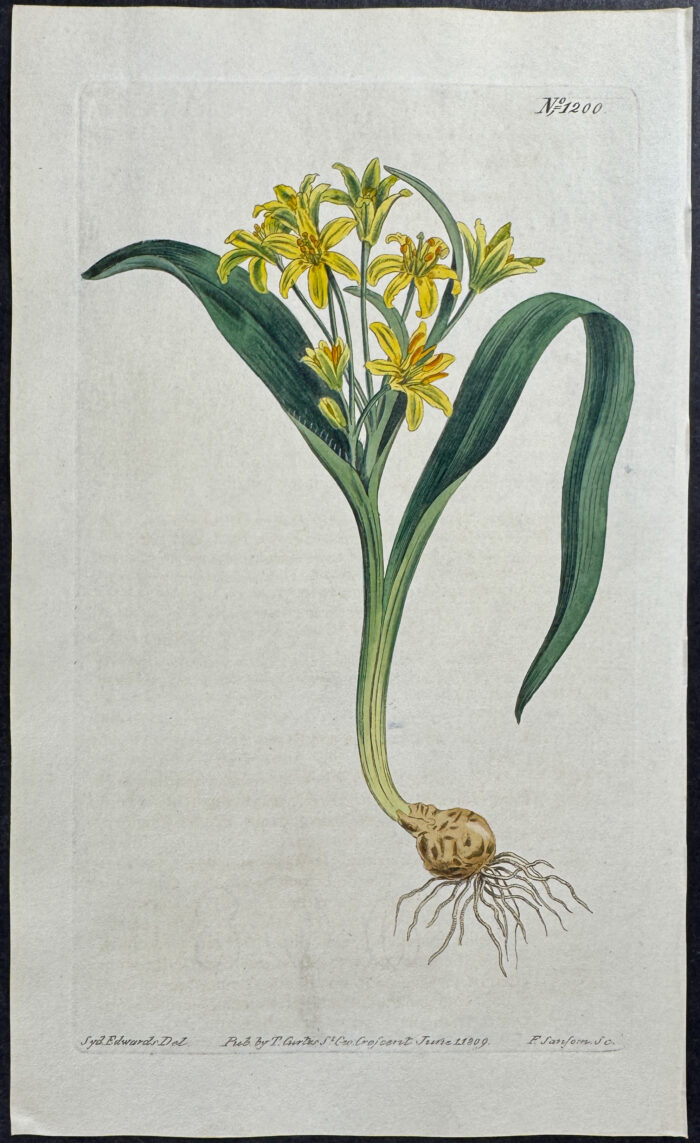 Yellow Gagea