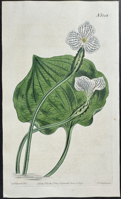 East Indian Damasonium