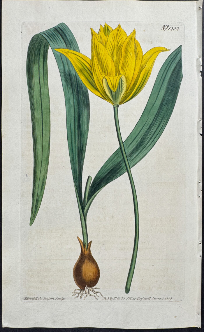 Wild Tulip