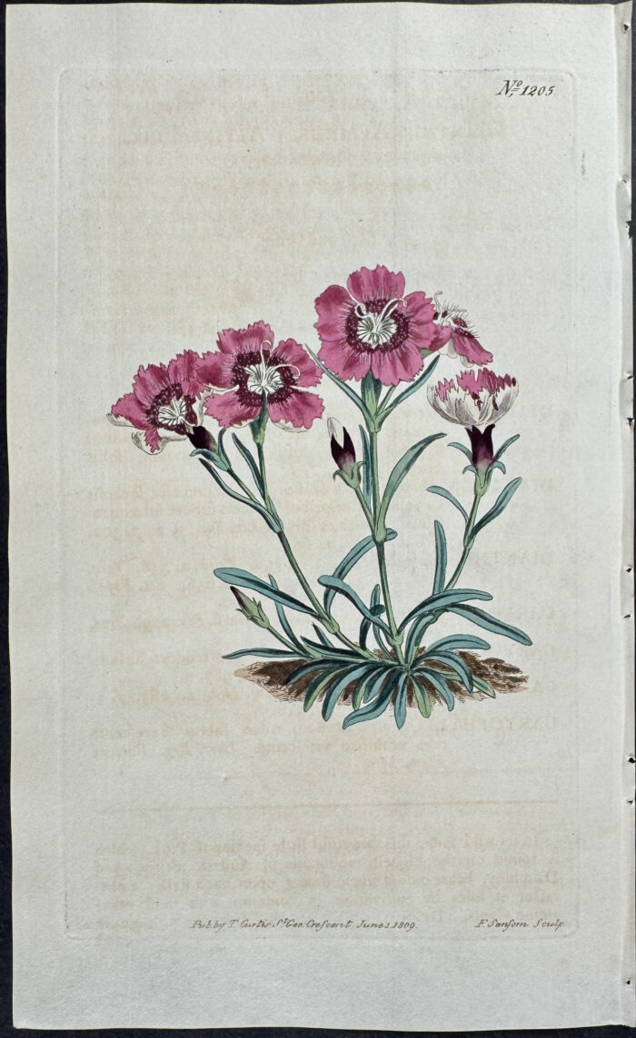 Alpine Pink