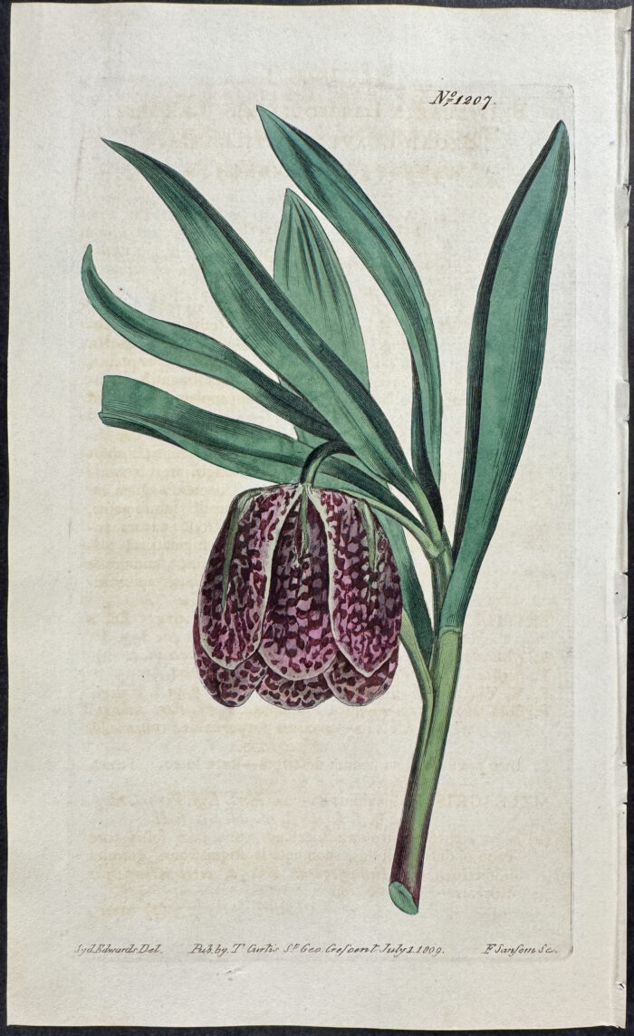 Largest Broad-leaved Fritillaria