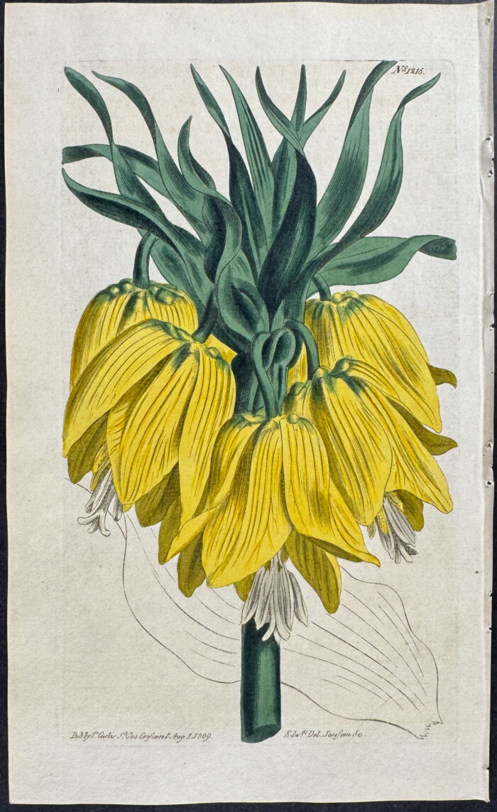 Yellow Crown Imperial Lily