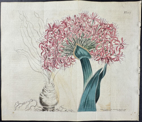 Fan-leaved Haemanthus, or the Poison-Bulb