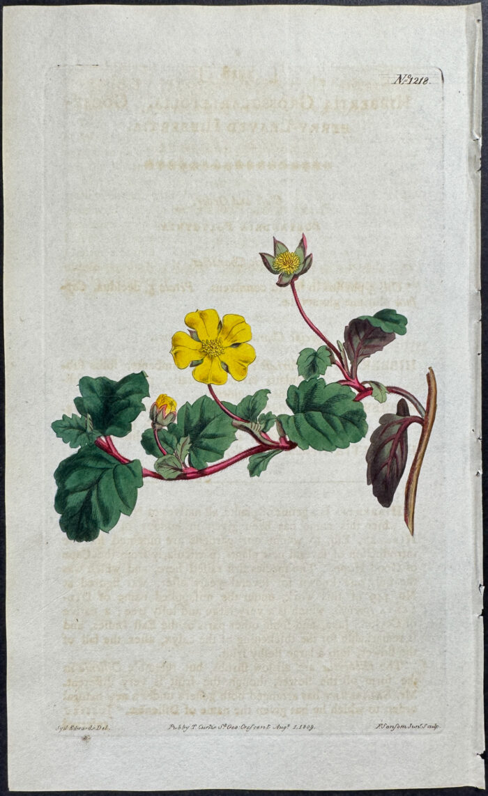 Goose-berry-leaved Hibbertia