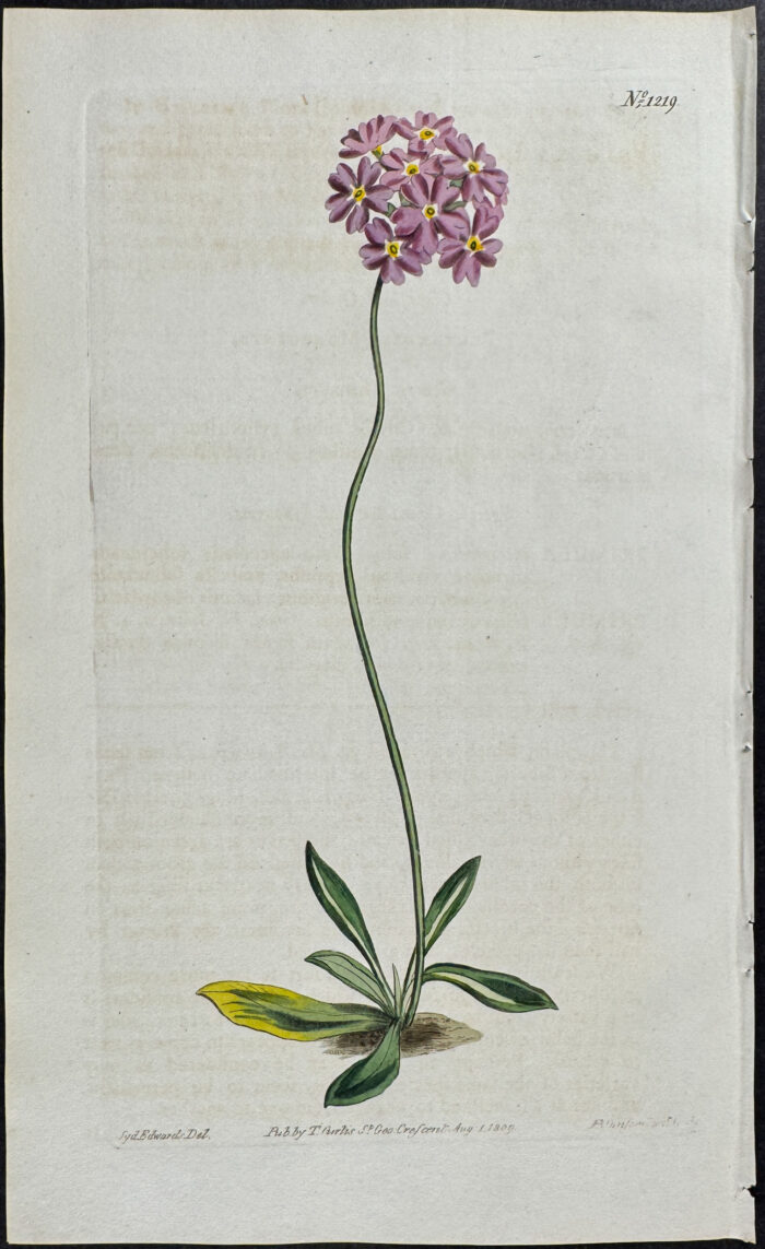 Siberian Birds-eye-primrose