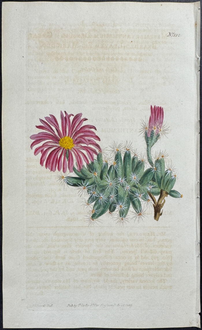 Great Bearded-leaved Fig-marigold