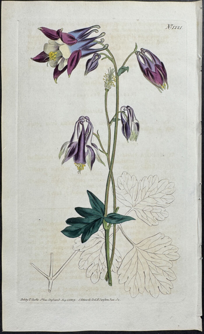 Two-coloured Columbine