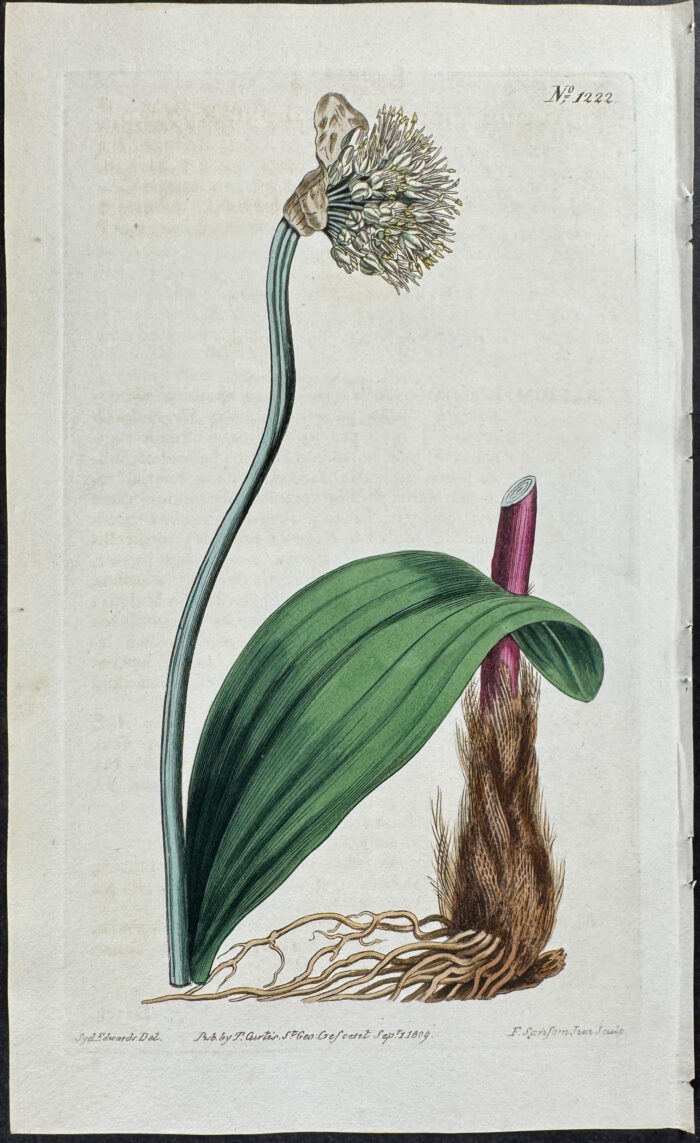 Long-rooted Garlic