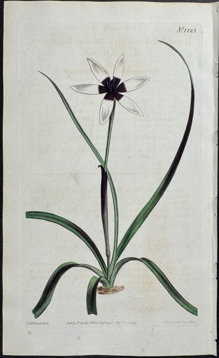 White-flowered Star Hypoxis