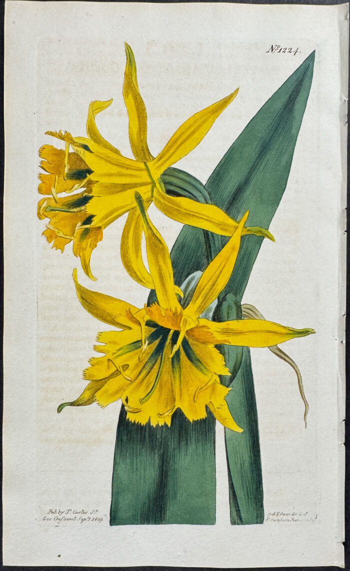Golden Pancratium or Sea Narcissus