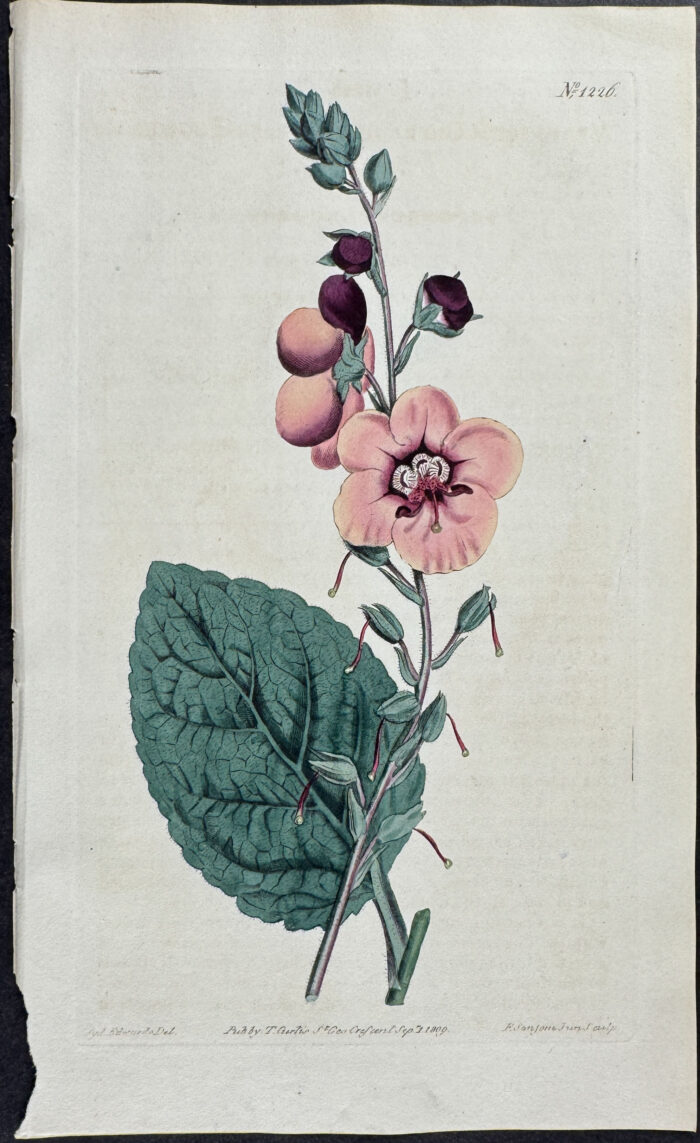 Copper-flowered Mullein