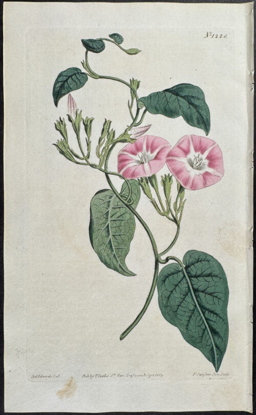 Canary Bindweed