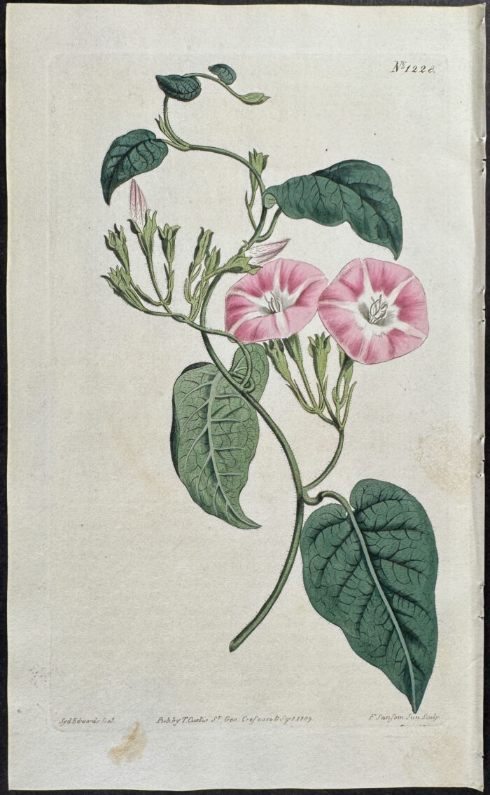 Canary Bindweed
