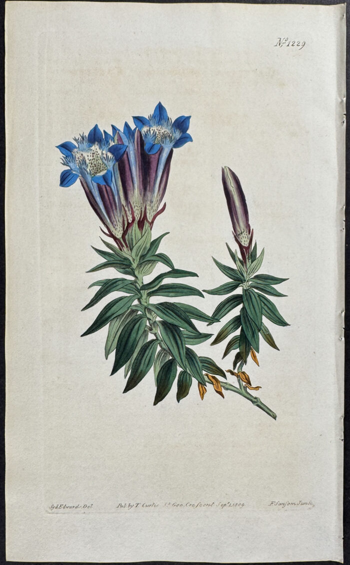 Crested  Gentian