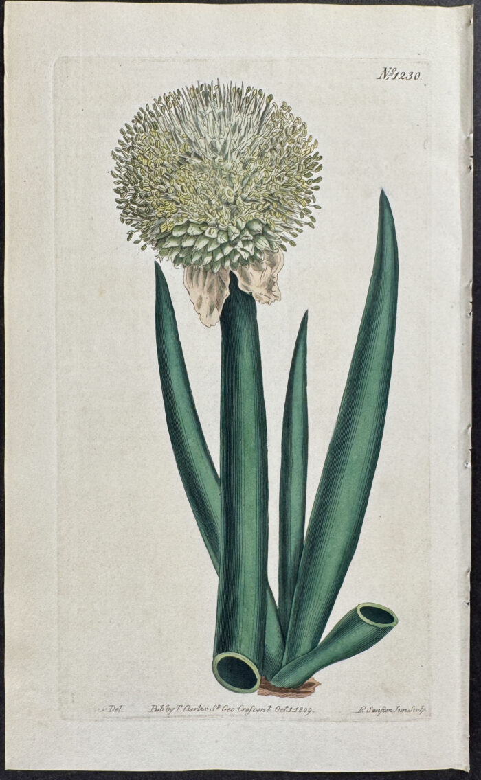 Welsh Onion