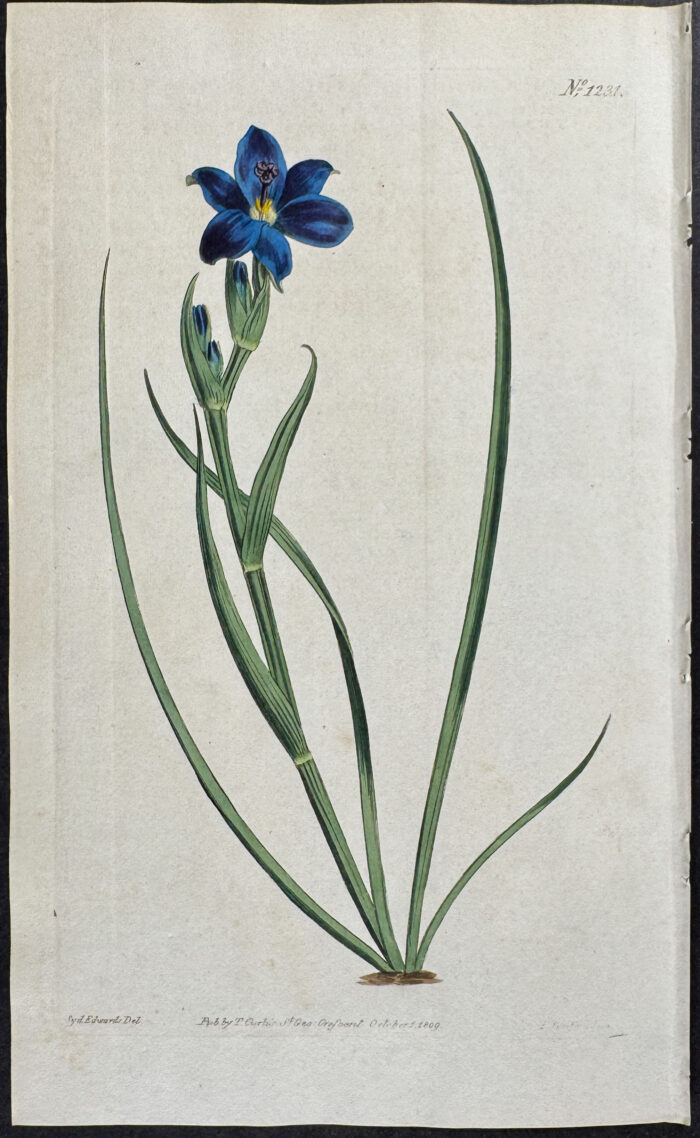 Flat-stemmed Aristea