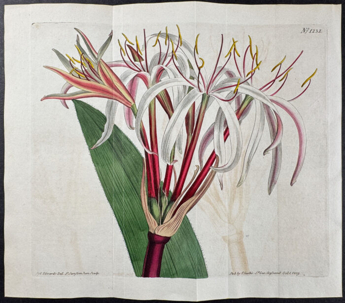 Blush-coloured Crinum