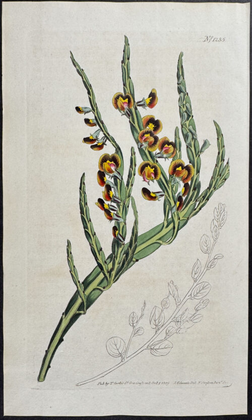 Flat-stemmed Bossiaea