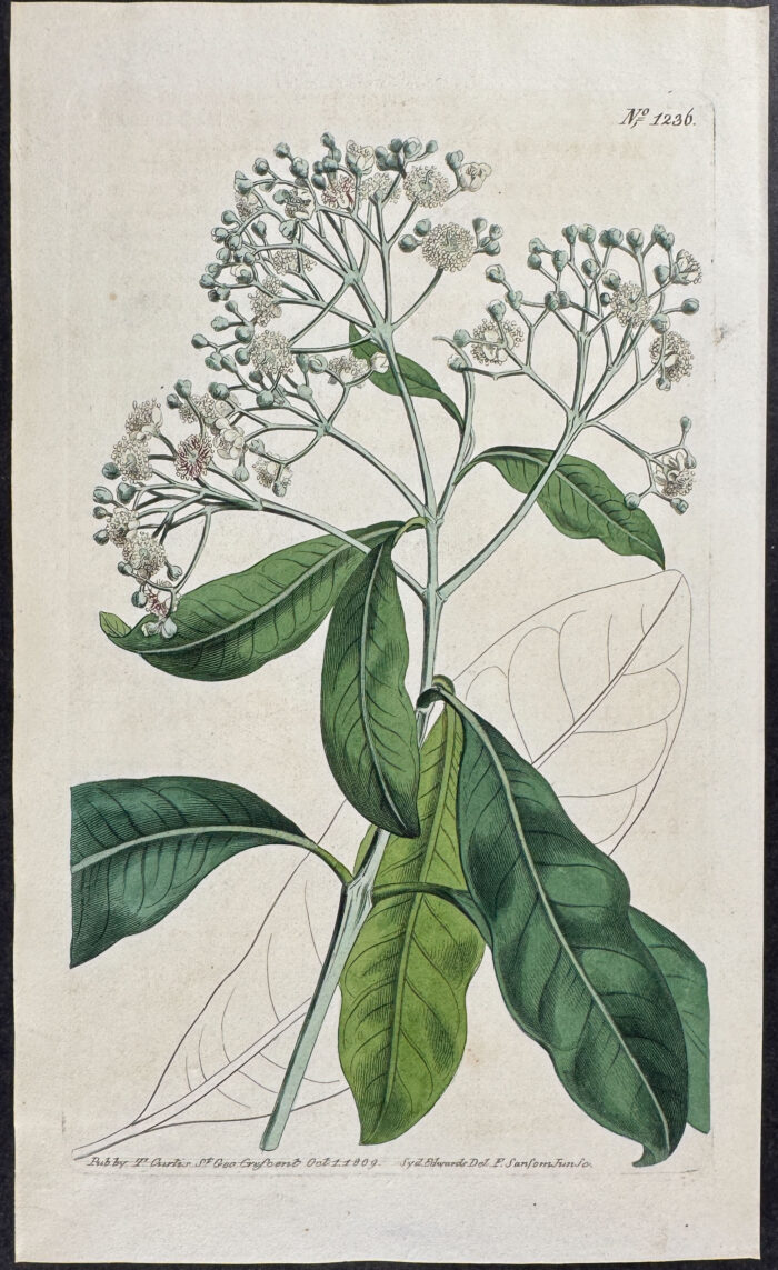 Long-leaved Pimento