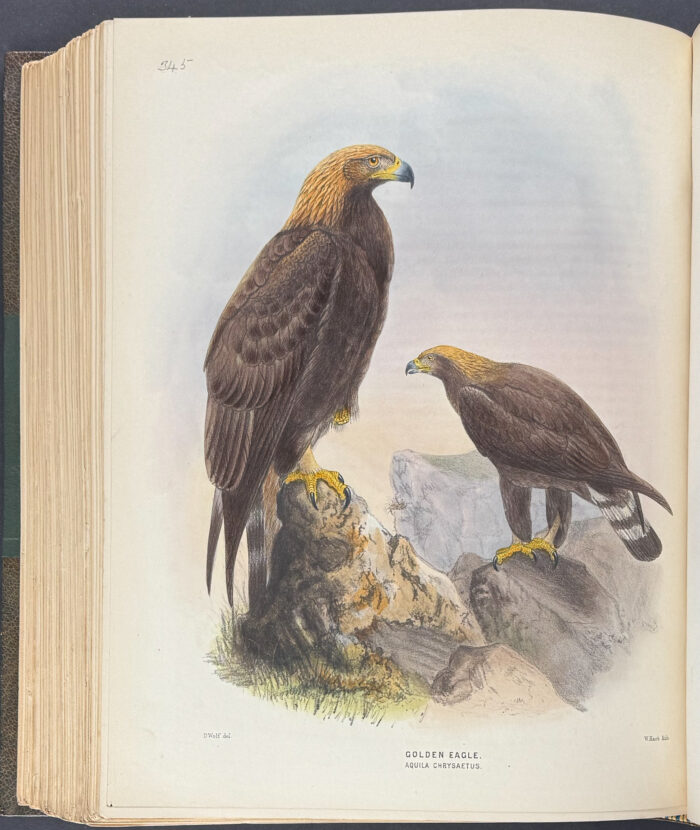 Dresser's Birds of Europe - 9 Volumes with 723 Bird Lithographs - Image 18
