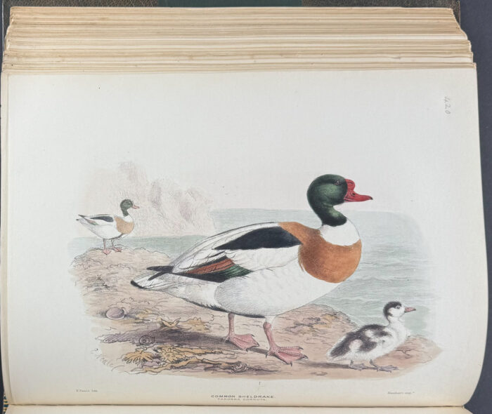 Dresser's Birds of Europe - 9 Volumes with 723 Bird Lithographs - Image 21