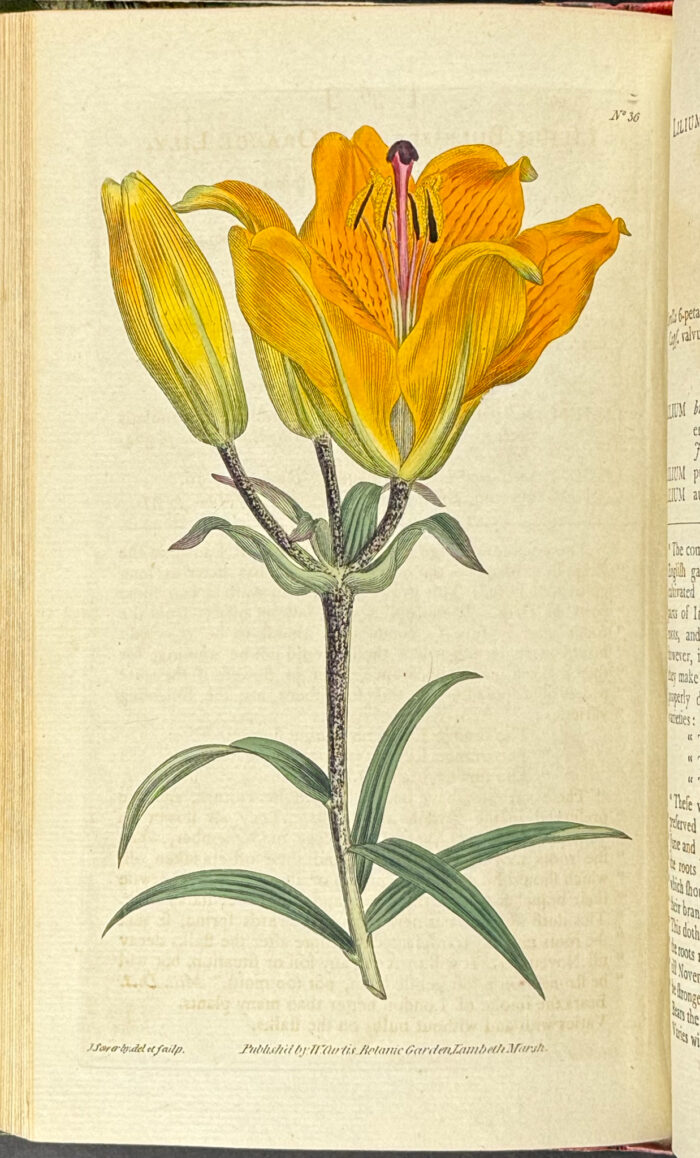 Curtis's Botanical Magazine - 16 Volumes bound in 8 with 596 Botanical Engravings - Image 11