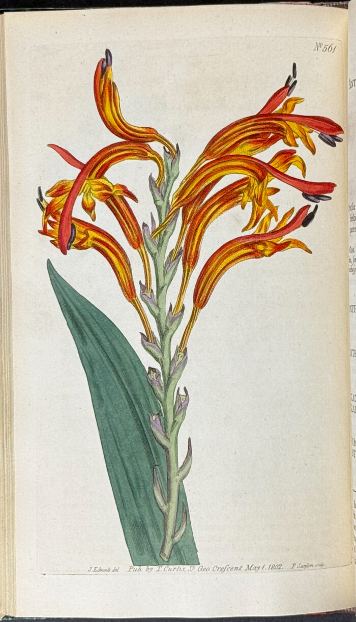 Curtis's Botanical Magazine - 16 Volumes bound in 8 with 596 Botanical Engravings - Image 26