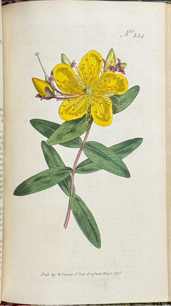Curtis's Botanical Magazine - 16 Volumes bound in 8 with 596 Botanical Engravings - Image 36