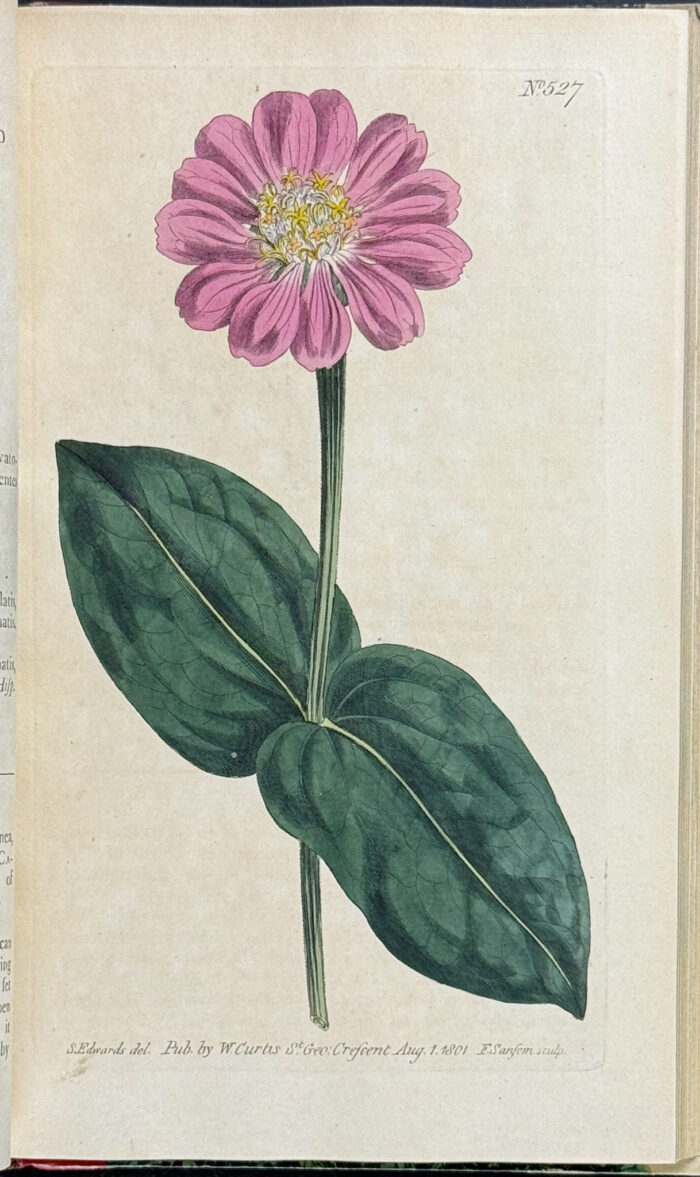 Curtis's Botanical Magazine - 16 Volumes bound in 8 with 596 Botanical Engravings - Image 47