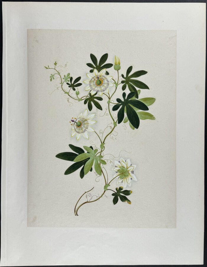 Clematis or Passion Flower