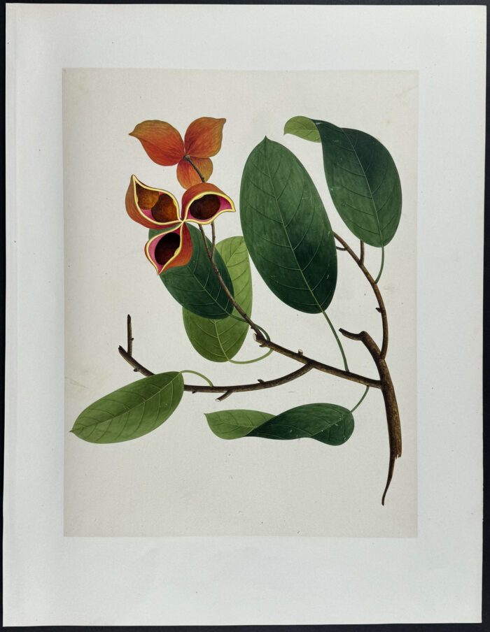 Chinese Chestnut or Peanut Tree