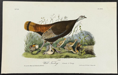 Wild Turkey (Female)