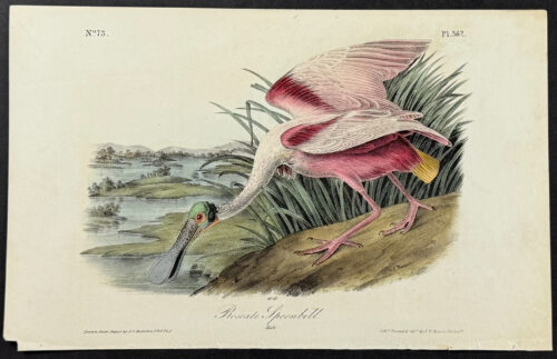 Roseate Spoonbill