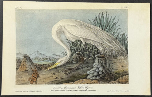 Great American White Egret