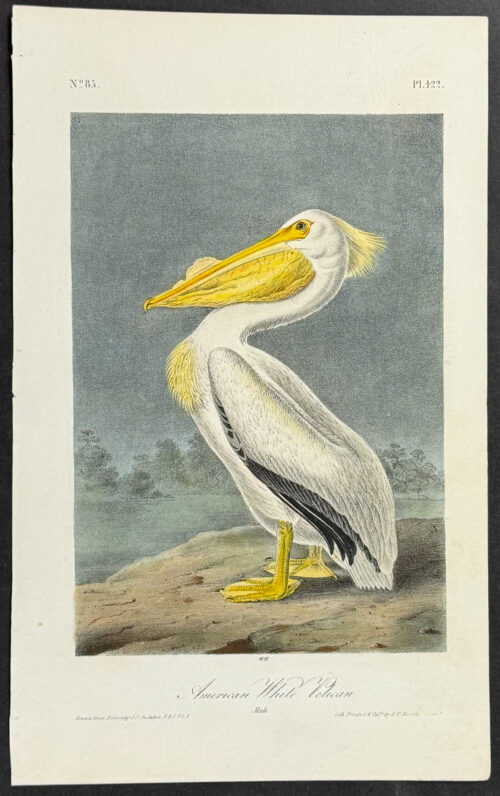 American White Pelican